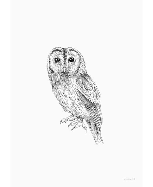 Postkarte "Eule" von Inkylines
