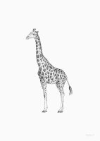 Postkarte "Giraffe" von Inkylines