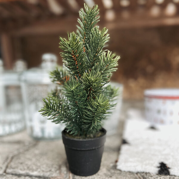 Kleines Tannenbäumchen im Topf