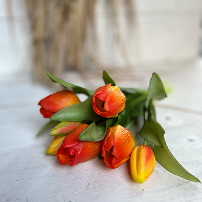 Tulpenbund Vermeer orange