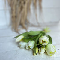 Tulpenbund Vermeer creme