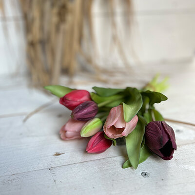 Tulpenbund Vermeer rosa-lila