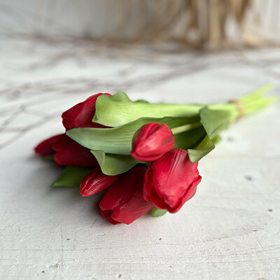 Tulpenbund Vermeer rot