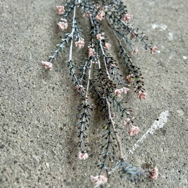 Herb Flower rose von Madleys