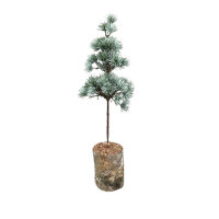 Zedernbaum "Artificiale" von Exner