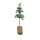 Zedernbaum "Artificiale" von Exner
