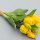 Tulpenbund Vermeer gelb