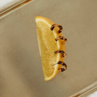 Ohrstecker "Charme Cookie" von Sasstie