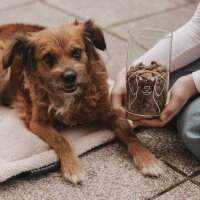 Vorratsglas "Hund" 19cm von Eulenschnitt