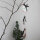 Winterfreundekette "Pinguine" von Good old friends